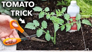 Trick Tomatoes for More Fruit [upl. by Bac]