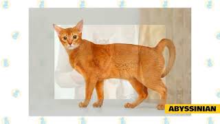 Top 10 Friendliest Cat Breeds [upl. by Keller]