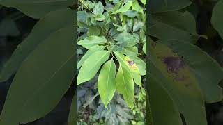 Leaves of Amaltas tree [upl. by Suillenroc]