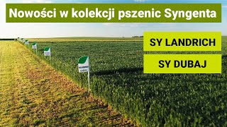 Nowości  pszenica ozima Syngenta  SY LANDRICH  SY DUBAJ [upl. by Toshiko]