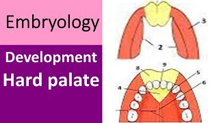 Hard Palate Development Key Insights [upl. by Nahk]