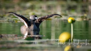 Piedbilled Grebe [upl. by Freiman]