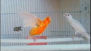 canary singing timbrado spanish  1 [upl. by Filomena685]