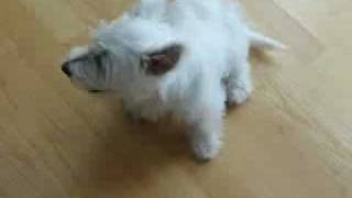 Westie Puppies Get a New Toy West Highland White Terriers [upl. by Lindemann659]