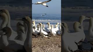 Cape Gannet Colony Bird Island Lamberts Bay Western Province shorts birds birdsinging [upl. by Jaclyn]