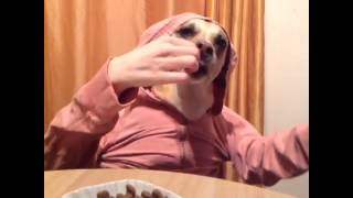 Marlo Meekins Dog in Sweatshirt Eating LOL Vine [upl. by Thais]