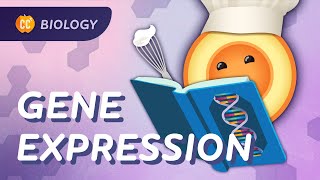 How Genes Express Themselves Crash Course Biology 36 [upl. by Eniliuqcaj]