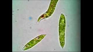 Euglena [upl. by Boiney282]