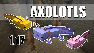 How to Breed a pet Axolotl in Minecraft 117  All About Axolotls [upl. by Elak790]