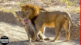 El Trágico Destino De La Hiena Cuando El León Mata A Toda Su Familia  Vida Animal Salvaje [upl. by Ryley]