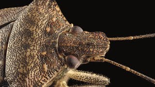 Brown Marmorated Stink Bug [upl. by Almap]