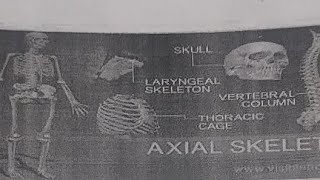 Biology  science SKELTON systemaxial bones skeletal system joint function bone anatomy bone s [upl. by Enilrad205]