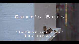 Coxys Bees Episode 10 [upl. by Mosby]