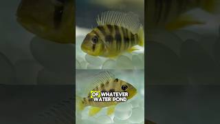 The Fathead Balzini cichlid stands out with its distinct look and feisty attitude [upl. by Enihsnus]