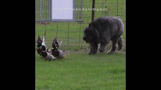 Bouvier dog herding ducks bouvierdesflandres shorts funnydogs herdingdog [upl. by Attenoj]