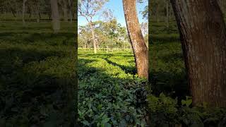 Tea Garden 🍵 westbengal tea garden youtubeshorts [upl. by Sigismundo554]