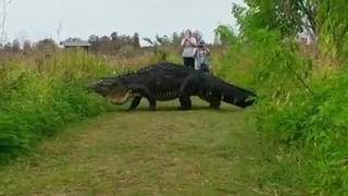 Video Shows Massive Alligator In Lakeland [upl. by Ahsienat]