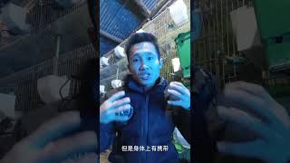 小兔什么预防球虫最好兔子 小兔子 养兔人 三农 [upl. by Ariak]