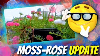 quotMoss Rose Blooming Update  Vibrant Garden Blossomsquot [upl. by Nakre]