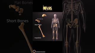 Bones In Human Body  Bones Classification by shapes  part 1 [upl. by Ajnot]