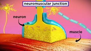 The Mechanism of Muscle Contraction Sarcomeres Action Potential and the Neuromuscular Junction [upl. by Orr7]