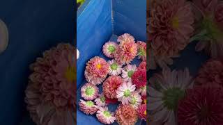 How to Press Flowers FAST with the Microfleur Max  pressedflowers ad garden floralart [upl. by Tedder306]