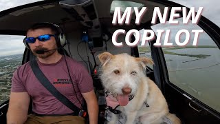 Canine CoPilot Rescue Dog Flies in a Helicopter [upl. by Eisyak]