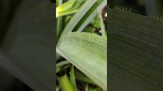 Pineapple  growth progress 2nd week fruit plants [upl. by Savadove]