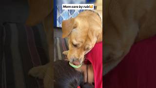 Meri maa 🥰  labra rubi  youtubeshorts shorts labrador dog emotional cute maa trending [upl. by Airat877]