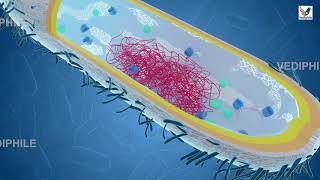 Bacterial Cell Structure and Functions  Microbiology lecture  Biology 3D Course  NEET 2021 [upl. by Yenettirb]