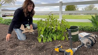 Planting 2 Evergreens amp 2 Viburnums 🌲🌿💚  Garden Answer [upl. by Melly]