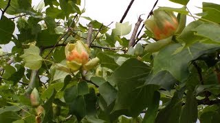 Albero dei Tulipani Liriodendro tulipifera medicinal plant [upl. by Jain]