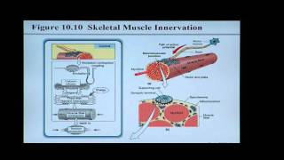 Anatomy and Physiology Help Chapter 10 Muscle Tissue [upl. by Balfore]