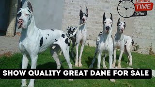 Great dane dog price in india  by Dogsbreedofficial  Great dane dog puppies price in india 2024 [upl. by Akiem803]