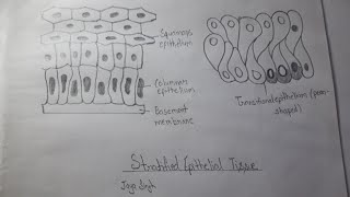 Stratified Epithelial tissue easy way biology diagram [upl. by Niobe165]