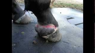 Proud Flesh Horse Treatment How to Treat Proud Flesh Heal Wire Cut Coronary Band amp Foot [upl. by Mart604]