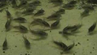 Corydoras Feeding [upl. by Nylcaj]