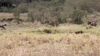 Leopard jumps out of nowhere to catch a wildebeest [upl. by Raouf]