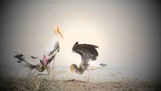 Wilpattu National Park [upl. by Attenhoj895]