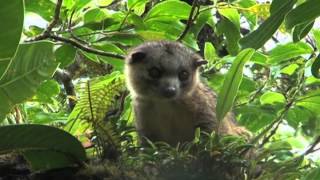 OlingoA Tree Dwelling Mammal of Costa Rica [upl. by Bigod]