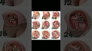 foetus development stages in weeks inside mother womb 🤰knowledge medical shortvideo share [upl. by Bentley]