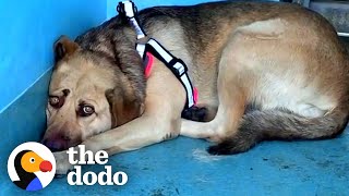 Rescue Dog Hides In The Corner Until The Right Person Comes Along  The Dodo Faith  Restored [upl. by Sanfourd]