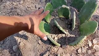 cómo se siembra el nopal para alto rendimiento [upl. by Amaryllis]