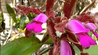 🔴 CATTELYA TIGRINACYRTOPODIUMBRASSAVOLAENCYCLIA FLORAÇÃO [upl. by Arianne]