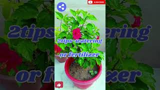 How to care hibiscus plant3 tips for flowering in hibiscus plantnaturalenvironment331 [upl. by O'Connell]