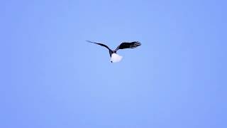 Bald Eagle quotDIVE AND DINEquot [upl. by Izawa]