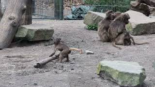 Gelada baboon baby rolling a log berlin tierpark zoo [upl. by Iroc927]