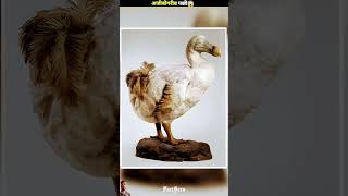 birds tamil amazingfacts animals interestingfacts factsero facts hindifactswala birds yt [upl. by Llertnauq]