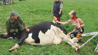 Ultimate Farm Innovations Advanced Tech for Straw Stacking Milking and Silage with Holstein Cows [upl. by Lladnik]