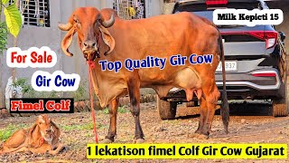 👉✨Top Quality 1 lekatison fimel Colf Gir Cow Gujarat Bhavnagar Dhgirgaushala HardikBhai9328725740 [upl. by Dnartreb]